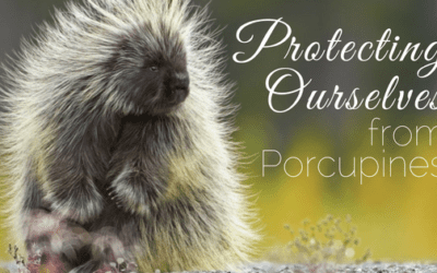 Protecting Ourselves from Porcupines